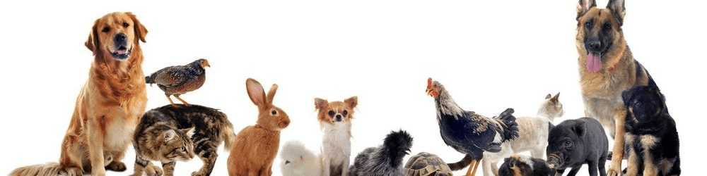 Paggalugad ng mga relasyon sa tao-hayop: etikal na dilemmas, mga pagkakasalungatan sa kultura, at paglilipat ng mga pang-unawa 1 Paggalugad ng Mga Pakikipag-ugnay sa Human-Animal: Mga Etikal na Dilemmas, Mga Kasalukuyang Kultura, at Paglilipat ng Mga Perceptions Hunyo 2025