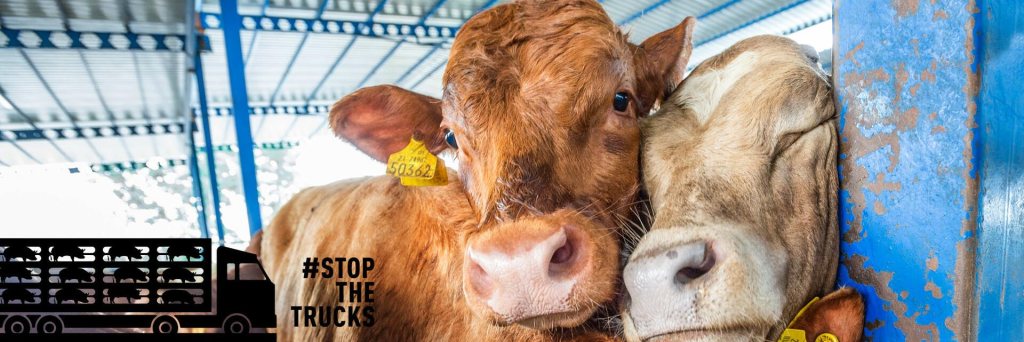 Live Animal Transport: The Hidden Cruelty Behind the Journey 2 Live Animal Transport: The Hidden Cruelty Behind the Journey May 2025