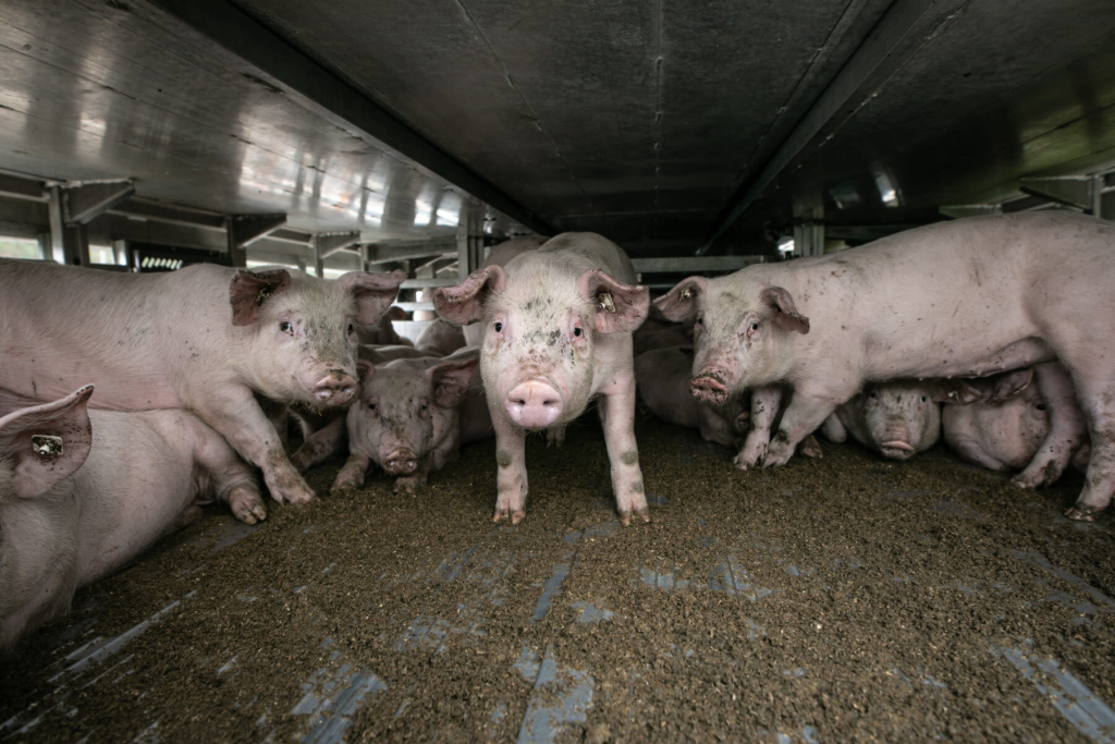Live Animal Transport: The Hidden Cruelty Behind the Journey 1 Live Animal Transport: The Hidden Cruelty Behind the Journey May 2025