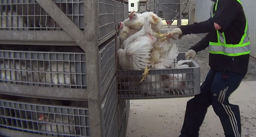 Live Animal Transport: The Hidden Cruelty Behind the Journey 4 Live Animal Transport: The Hidden Cruelty Behind the Journey May 2025