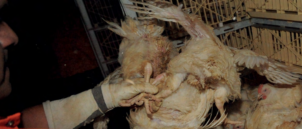 Exposing the Cruelty of Chicken Transport and Slaughter: Hidden Suffering in the Poultry Industry 2 Exposing the Cruelty of Chicken Transport and Slaughter: Hidden Suffering in the Poultry Industry June 2025