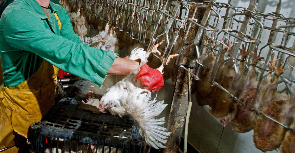Exposing the Cruelty of Chicken Transport and Slaughter: Hidden Suffering in the Poultry Industry 3 Exposing the Cruelty of Chicken Transport and Slaughter: Hidden Suffering in the Poultry Industry June 2025