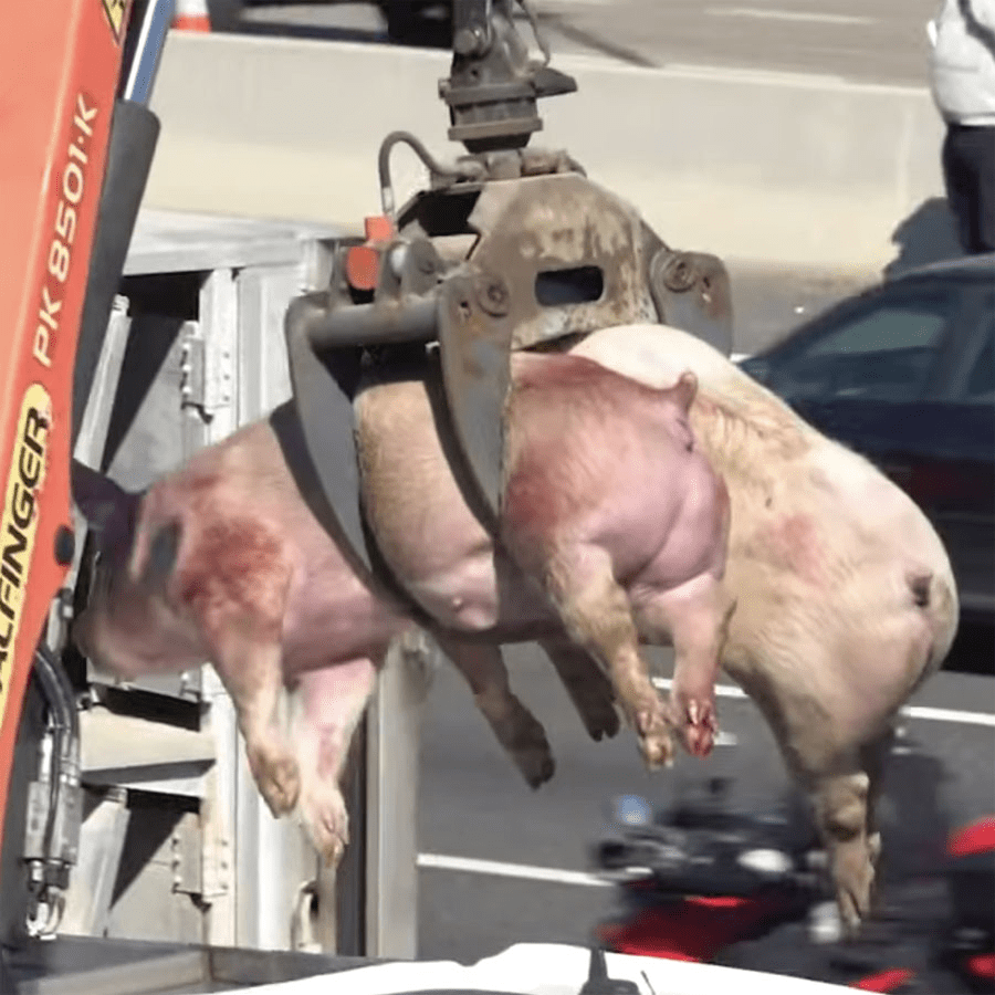 Fabrikbedarmte Schweine: Die Grausamkeit des Transports und der Schlachtung ausgesetzt 2 Fabrikbedarmte Schweine: Die Grausamkeit des Transports und der Schlachtung im Juni 2025 ausgesetzt