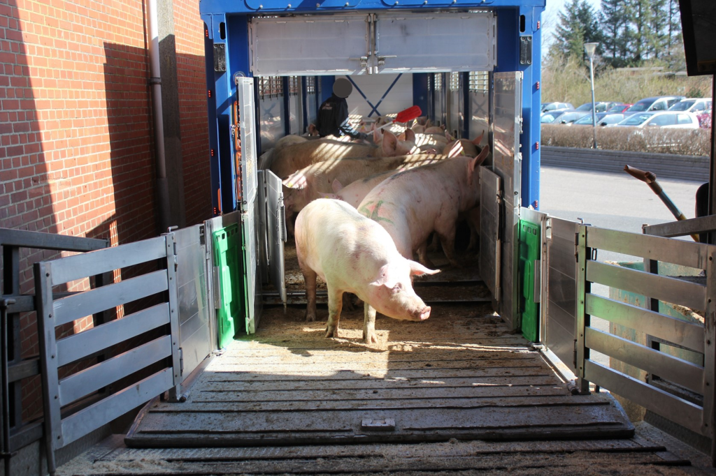 Fabrikbedarmte Schweine: Die Grausamkeit des Transports und der Schlachtung entlarvt 1 Fabrikbedarmte Schweine: Die Grausamkeit des Transports und der Schlachtung im Juni 2025 ausgesetzt