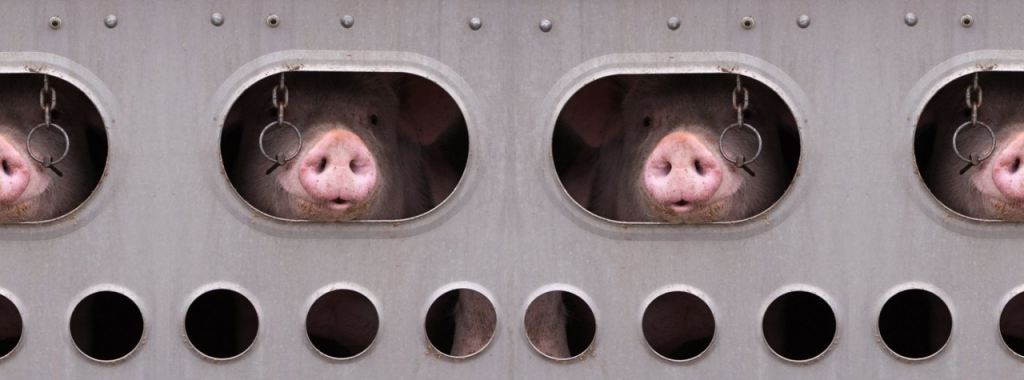 Fabrikbedarmte Schweine: Die Grausamkeit des Transports und der Schlachtung ausgesetzt 3 Fabrikbedarmte Schweine: Die Grausamkeit des Transports und der Schlachtung im Juni 2025 ausgesetzt
