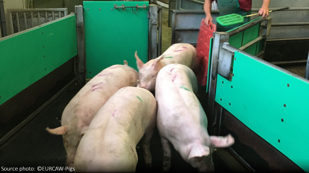 Fabrikbedarmte Schweine: Die Grausamkeit des Transports und der Schlachtung entlarvt 5 Fabrikbedarmte Schweine: Die Grausamkeit des Transports und der Schlachtung im Juni 2025 ausgesetzt