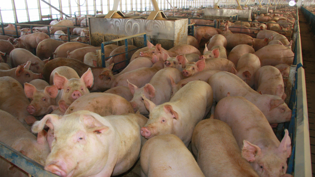 Fabrikbedarmte Schweine: Die Grausamkeit des Transports und der Schlachtung ausgesetzt 4 Fabrikbedarmte Schweine: Die Grausamkeit des Transports und der Schlachtung im Juni 2025 ausgesetzt