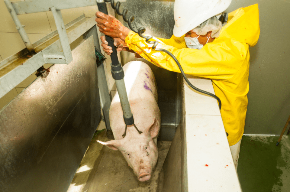 Fabrikbedarmte Schweine: Die Grausamkeit des Transports und der Schlachtung entlarvt 6 Fabrikbedarmte Schweine: Die Grausamkeit des Transports und der Schlachtung im Juni 2025 ausgesetzt
