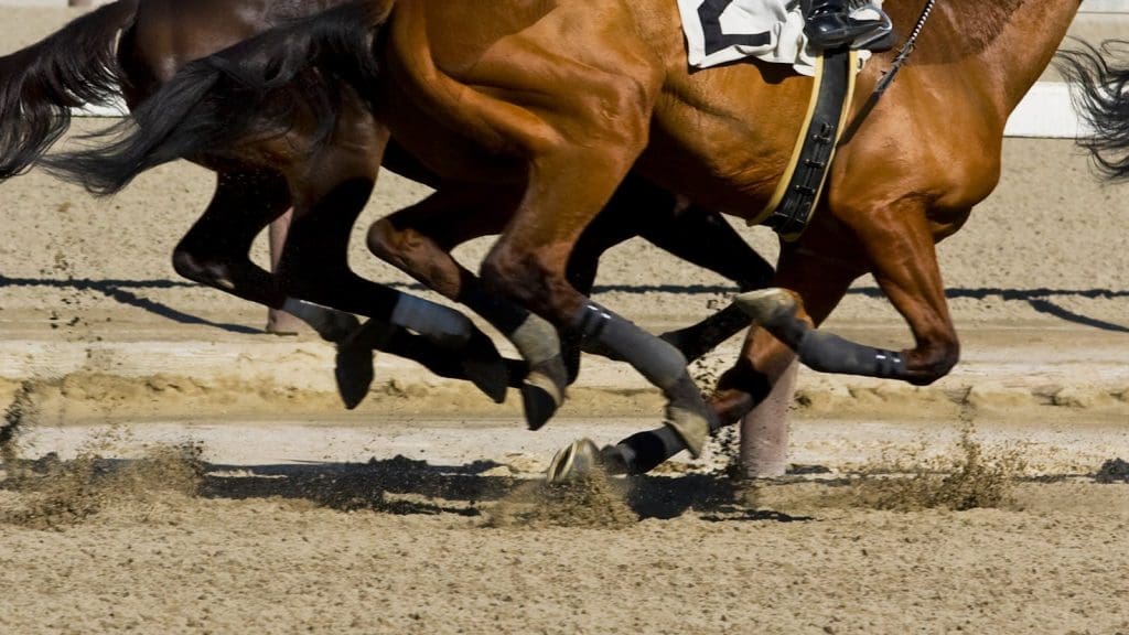 End Horse Racing: Reasons Why Horse Racing Is Cruel August 2025