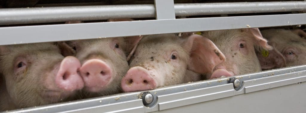 Razotkrivanje užasa: 6 oblika zlostavljanja svinja koje trpe na fabričkim farmama 5 Otkrivanje užasa: 6 oblika zlostavljanja svinja izdrže na fabričkim farmama 2025. juna