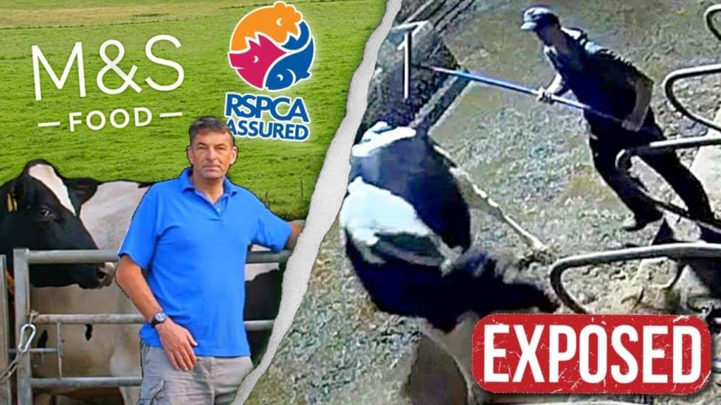 CAUGHT ON CAMERA: ‘M&S SELECT’ DAIRY FARMS EXPOSED (SHOCKING INVESTIGATION)