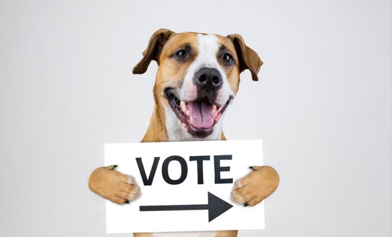 Vegānisms ārpus politikas 8 Vegānisms ārpus politikas 2025. gada decembris